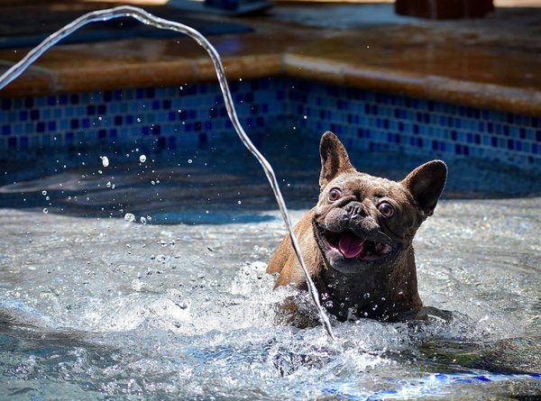 What Are the Best Tips for Ensuring Your Pet's Comfort During Hot and Humid Weather?