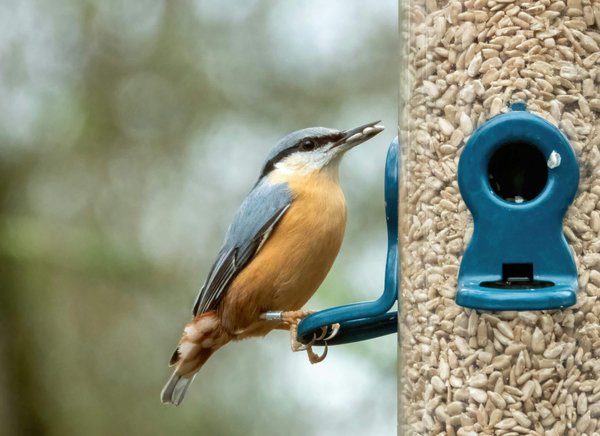 How to Choose the Right Bird Feeder to Attract a Variety of Birds to Your Yard?